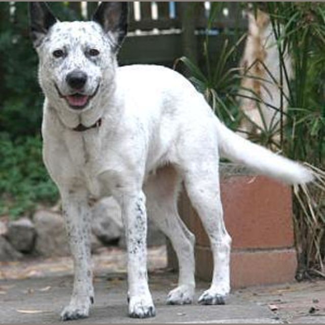 Photo of Lassie