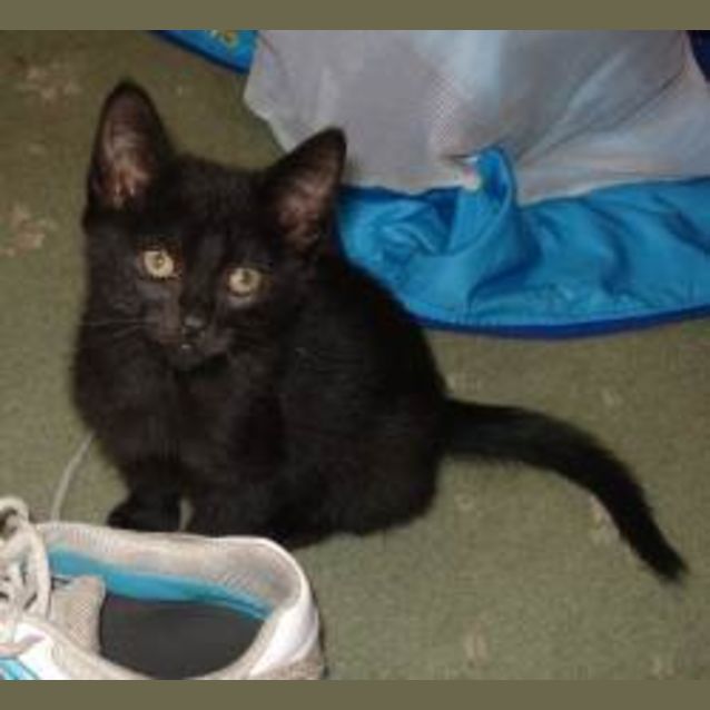 Photo of Minerva