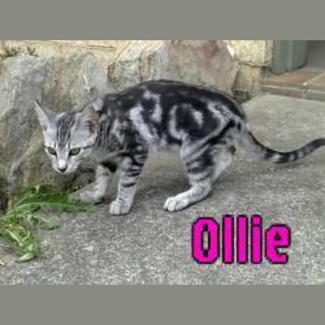Photo of Ollie