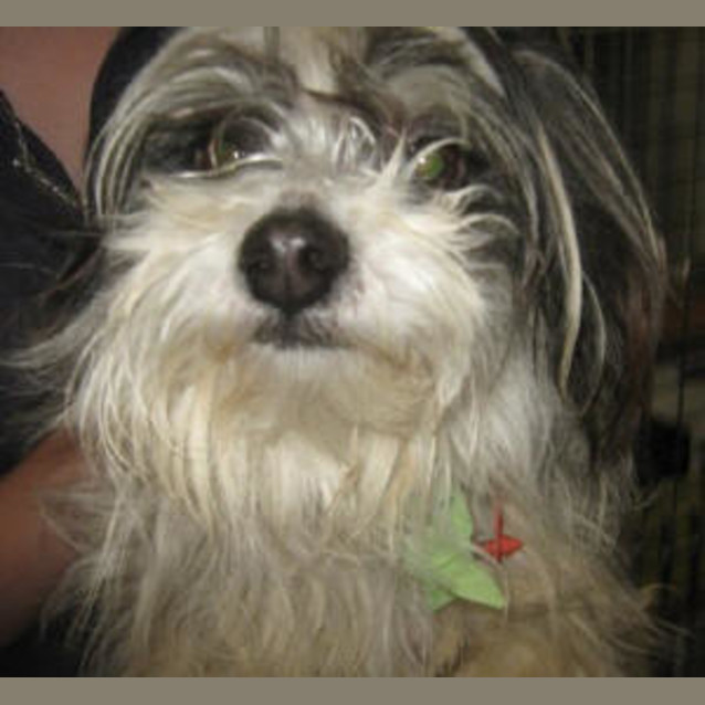 Photo of Pepper