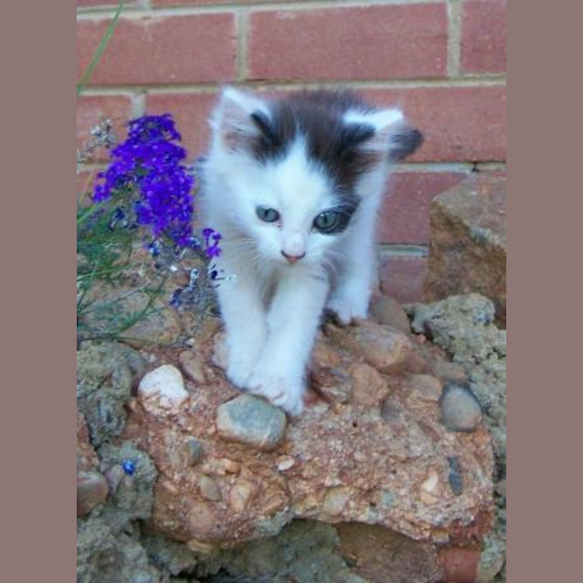 Photo of De Pussy On Hold