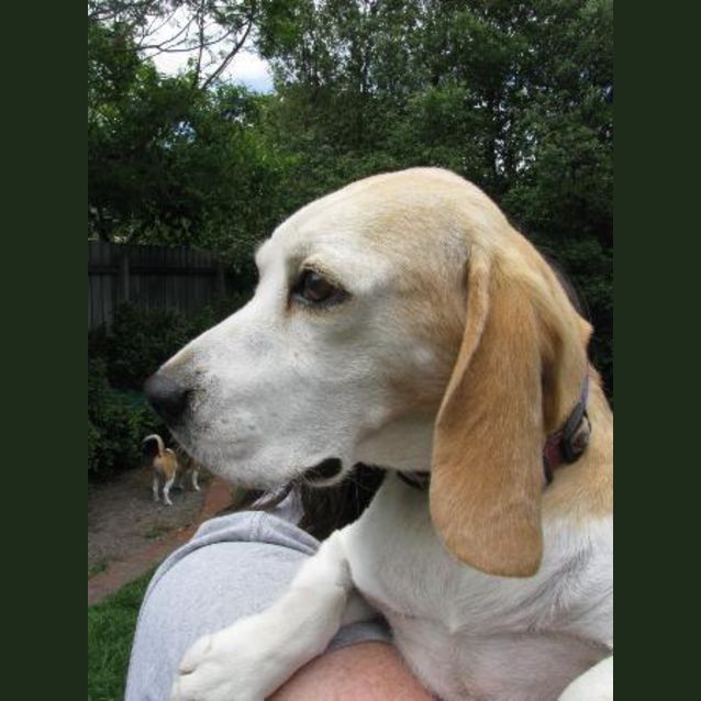 Photo of Penny ***On Trial***