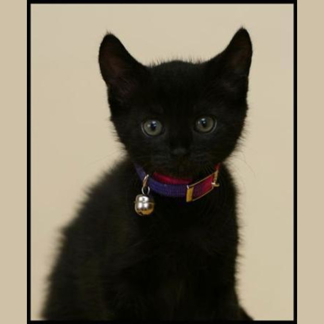 Photo of Pepper