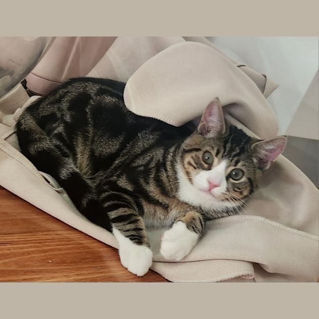 Photo of Strudel