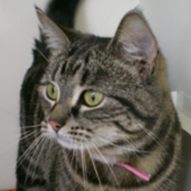 Photo of Tigertwo