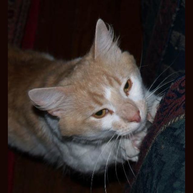 Photo of Oliver