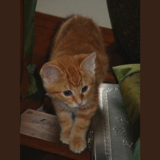 Photo of Honey