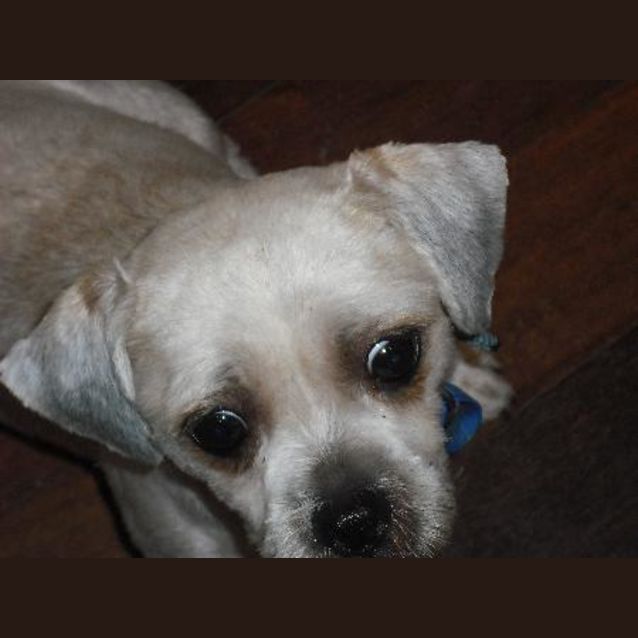 Photo of Pip (Short For Pip Squeek)