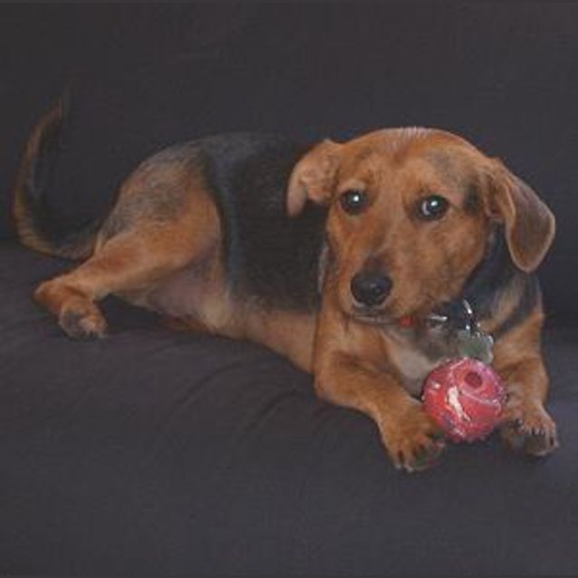 Photo of Frankie
