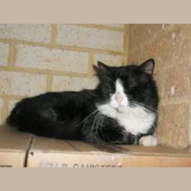 Photo of Sylvester