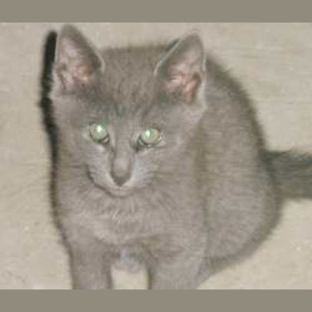 Photo of Missy