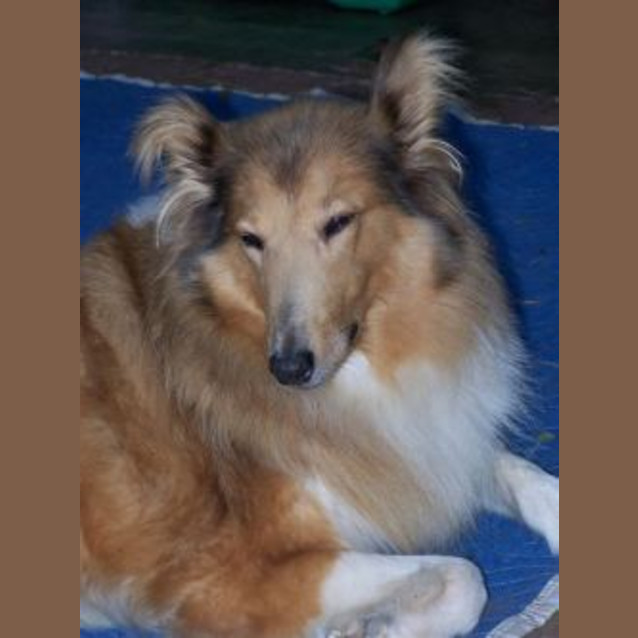 Photo of Sarsha