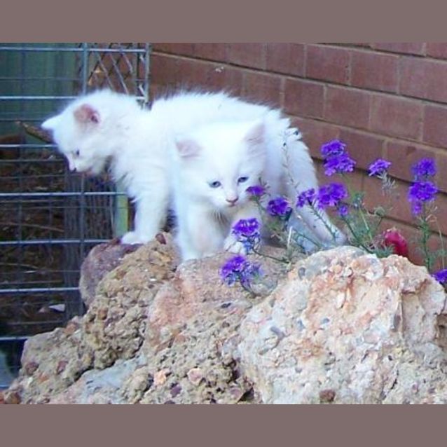 Photo of Snowbelle Adopted