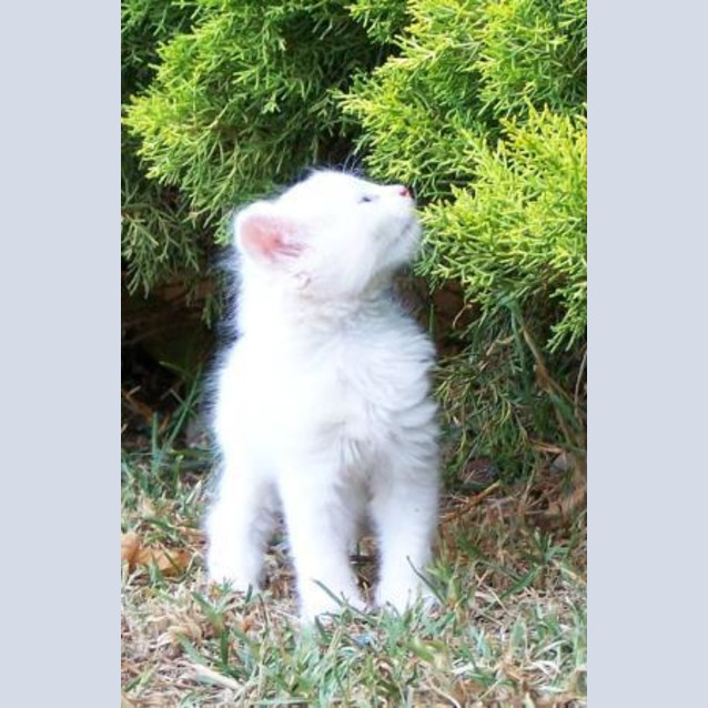 Photo of Frosty