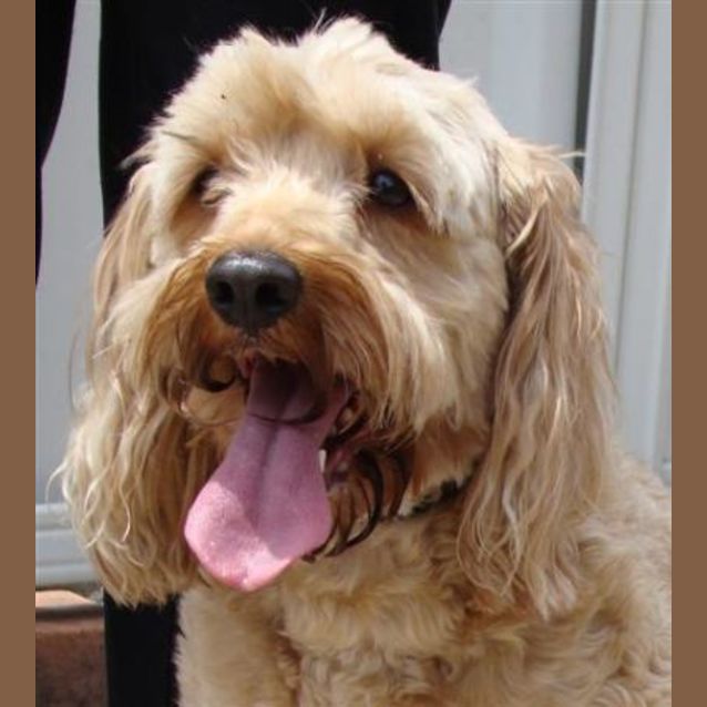 Photo of Teddy