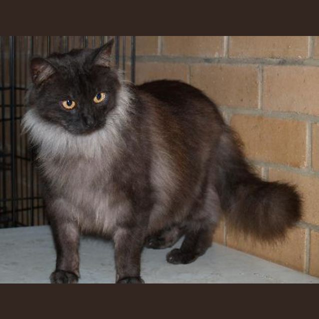 Photo of Smokey Joe
