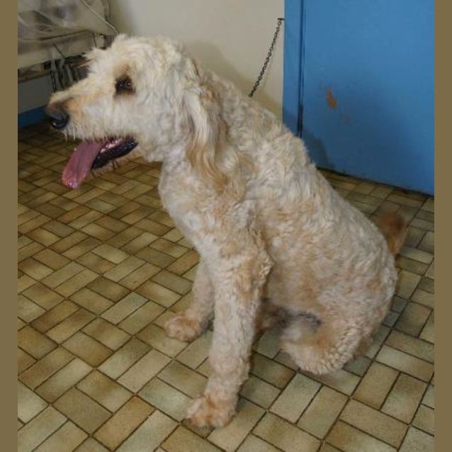 Photo of Buddy