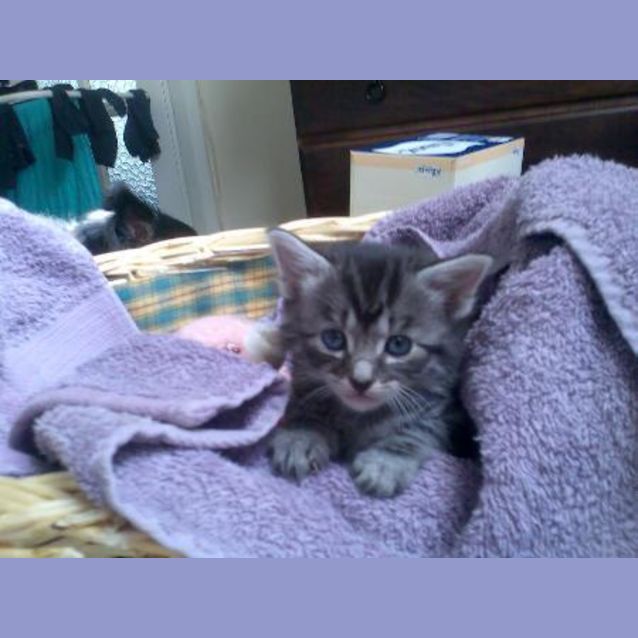 Photo of Pepper