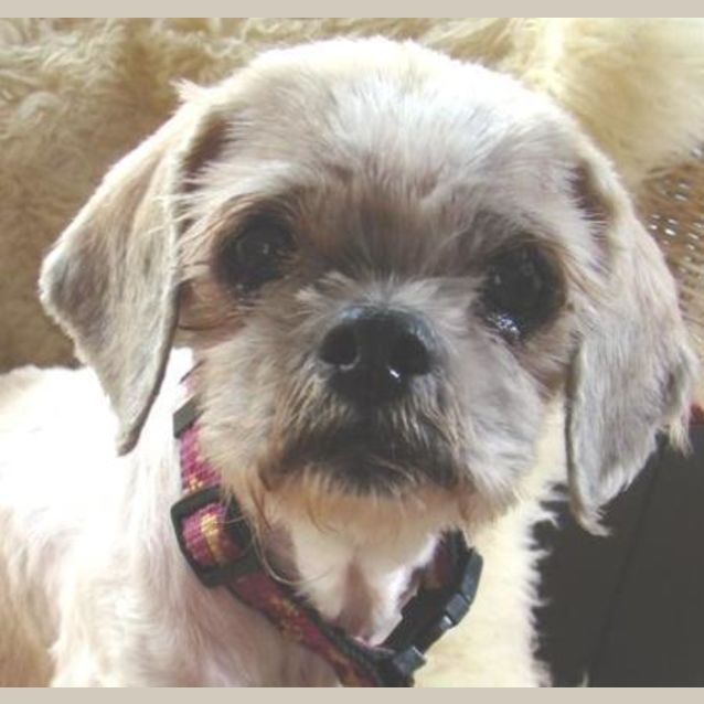 Photo of Cindy Is Trying A New Home!
