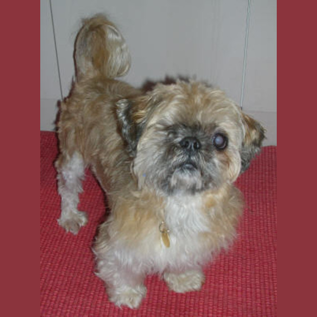 Photo of Gizmo