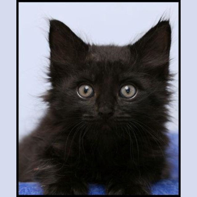 Photo of Pickles