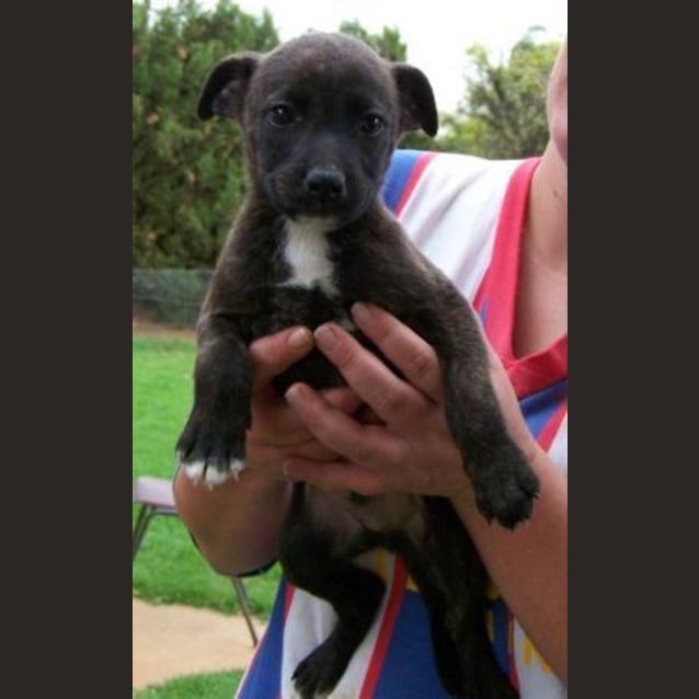 Photo of Paul *Adoption Pending*