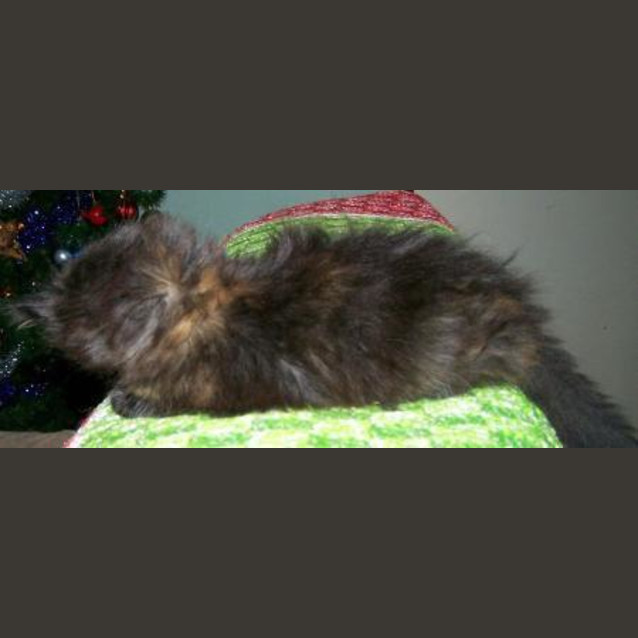 Photo of Mabel Urgent