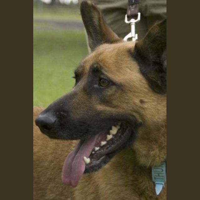 Photo of Rocky (On Hold Pending Adoption)