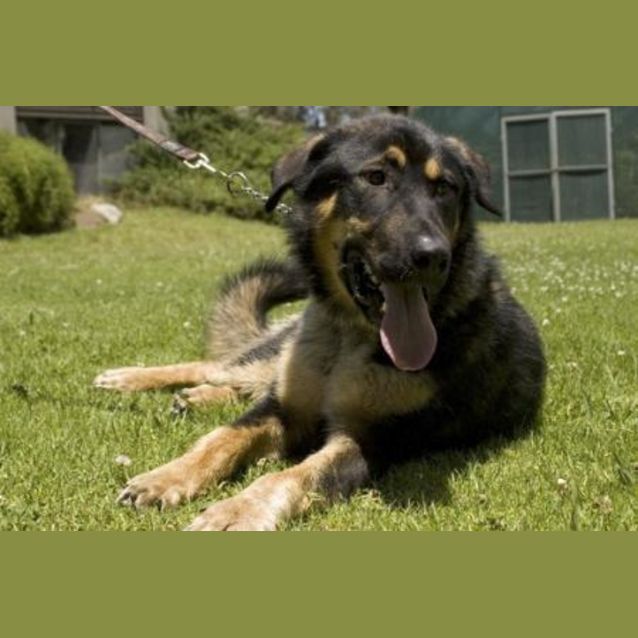 Photo of Beaugart (Adoption Pending)