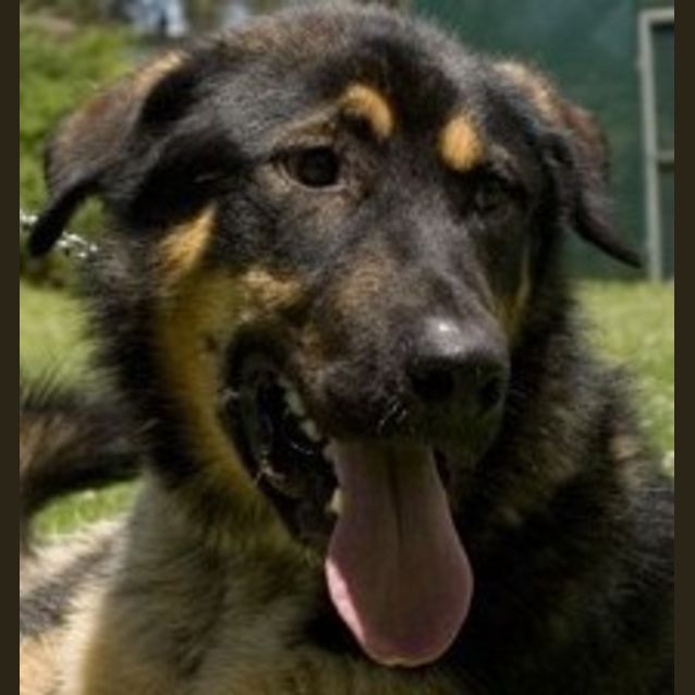 Photo of Beaugart (Adoption Pending)