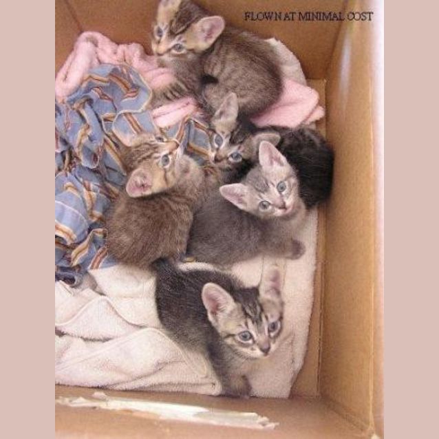 Photo of Kittens