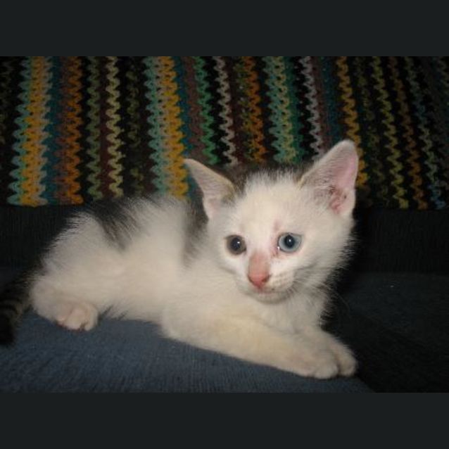 Photo of Boost (Adopted)