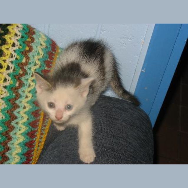 Photo of Boost (Adopted)