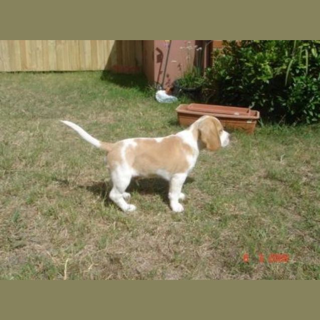 Photo of Nuki (On Trial)