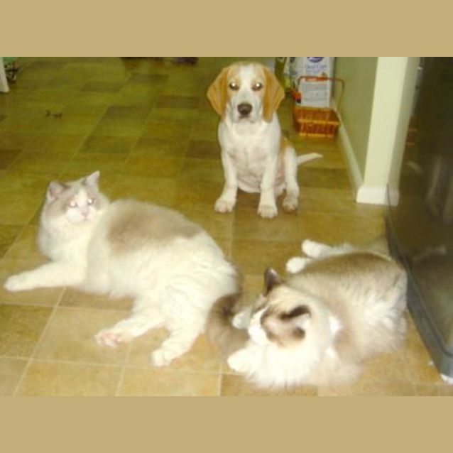 Photo of Nuki (On Trial)