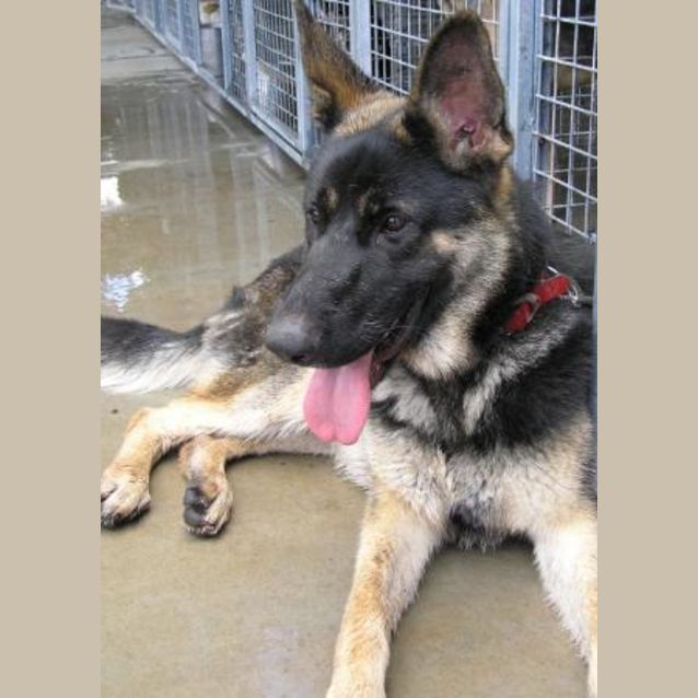 Photo of Crus (Adoption Pending)