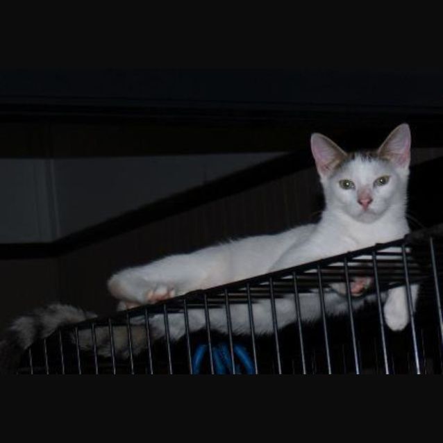 Photo of Otto