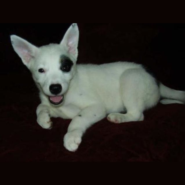 Photo of Bella