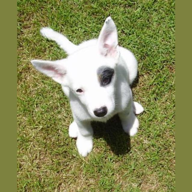 Photo of Bella