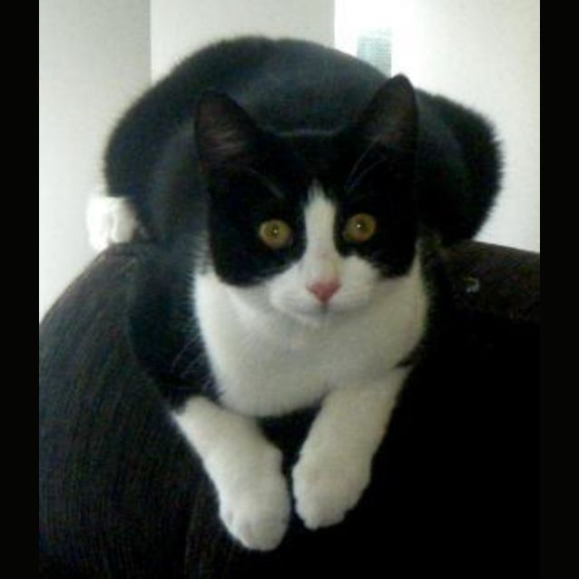 Photo of Jilly  (Foster Carer Is Needed As Well)