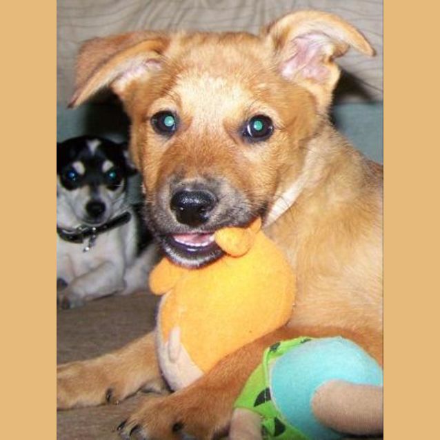 Photo of Honey Bear Adopted