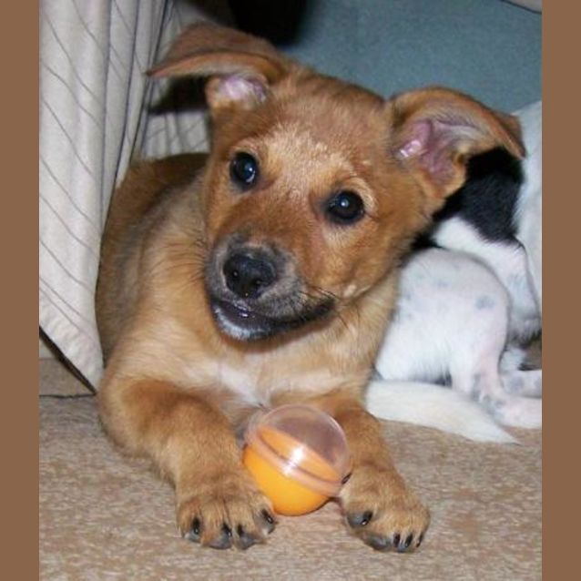 Photo of Honey Bear Adopted