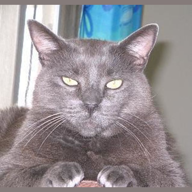 Photo of Wolfgang (Foster Carer Is Needed Too)