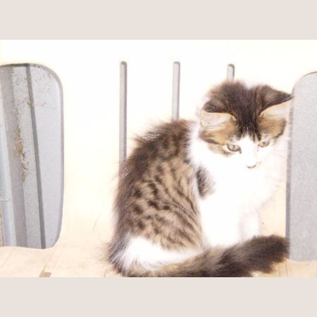 Photo of Bonnie