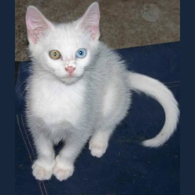 Photo of Snowy