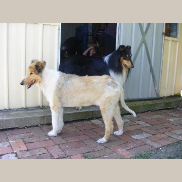 Photo of Sassie   **On Trial**