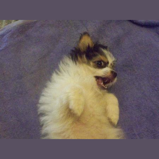 Photo of Poppy