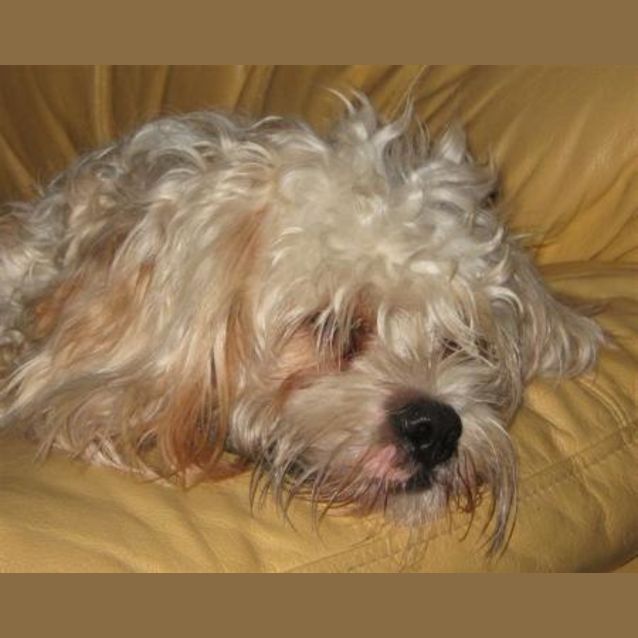 Photo of Bella (On Trial)