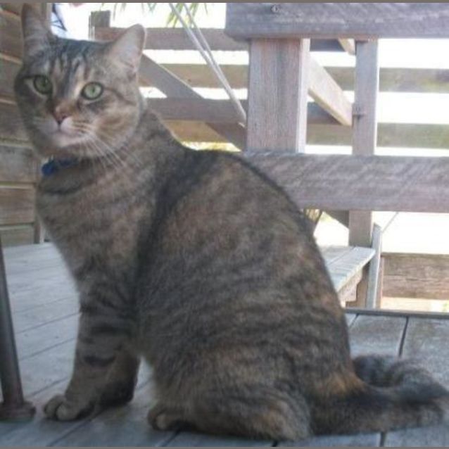 Photo of Jazzy (Foster Or Forever Home Needed)