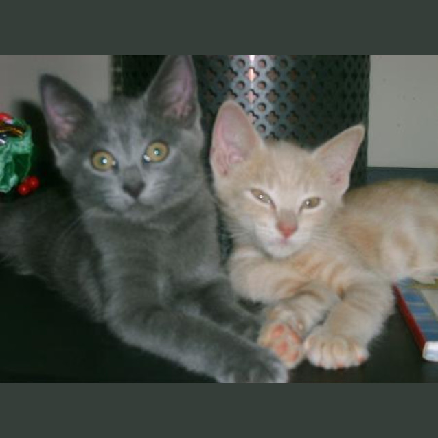 Photo of Tom Tom